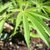 Up in Smoke: Should Businesses Still Drug Test for Marijuana? - thumbnail